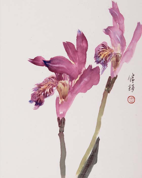 Dragon's Mouth Orchid - 2000