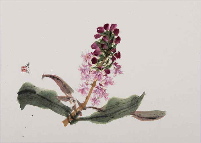 Small Purpled Fringed Orchid - 1998